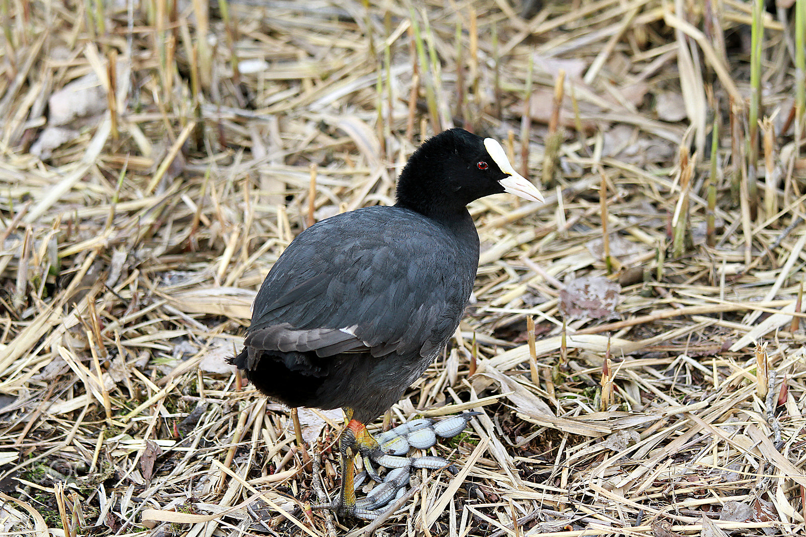 Canon EOS 7D + Canon EF 70-200mm F4L IS USM sample photo. Bird photography