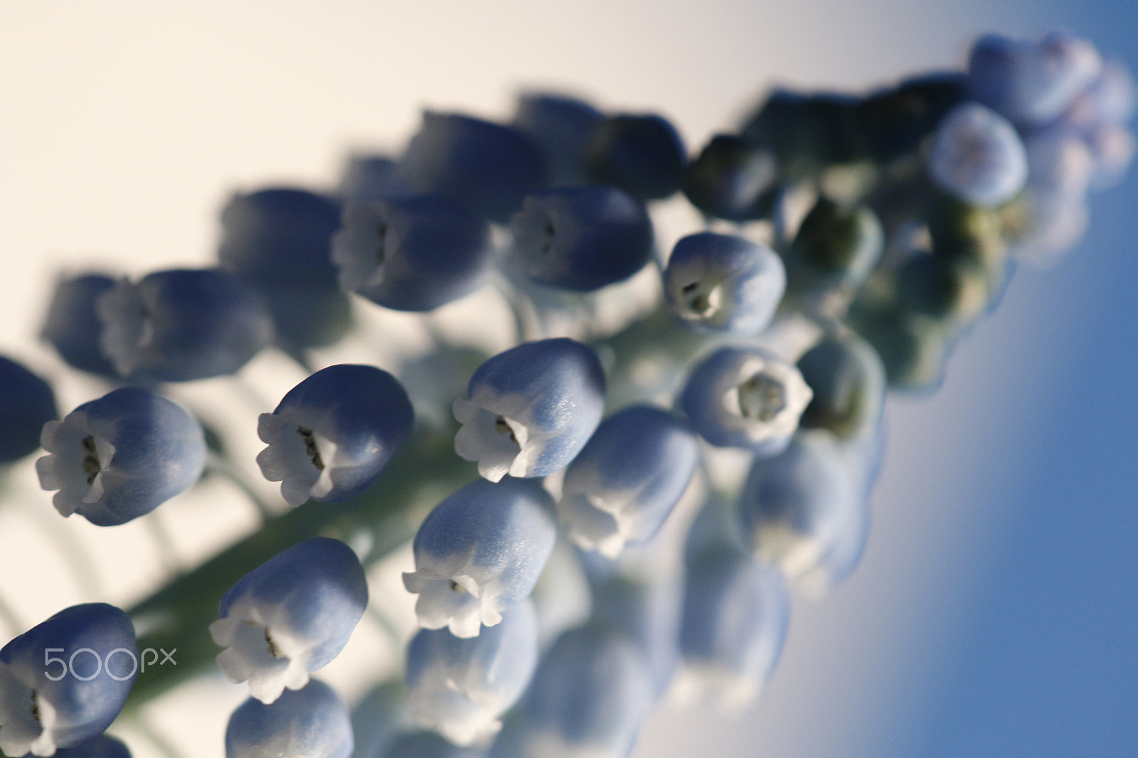 Sigma APO Macro 180mm F2.8 EX DG OS HSM sample photo. Muscari botryoides photography