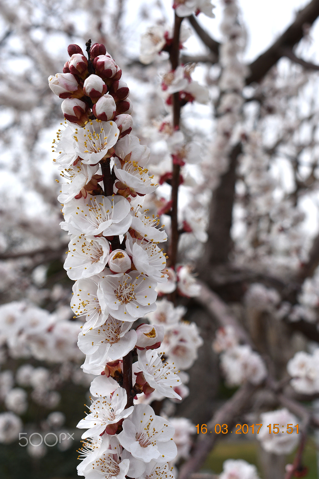 Nikon D3400 sample photo. Spring in tehran, iran 2017 photography