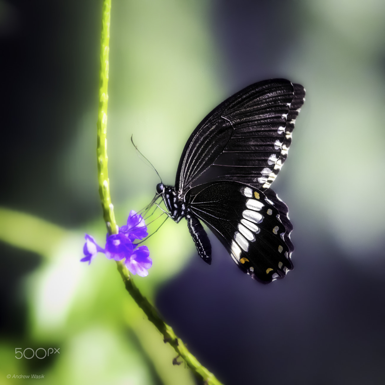 Nikon Nikkor AF-S 300mm F4E PF ED VR sample photo. Dreamy butterfly photography