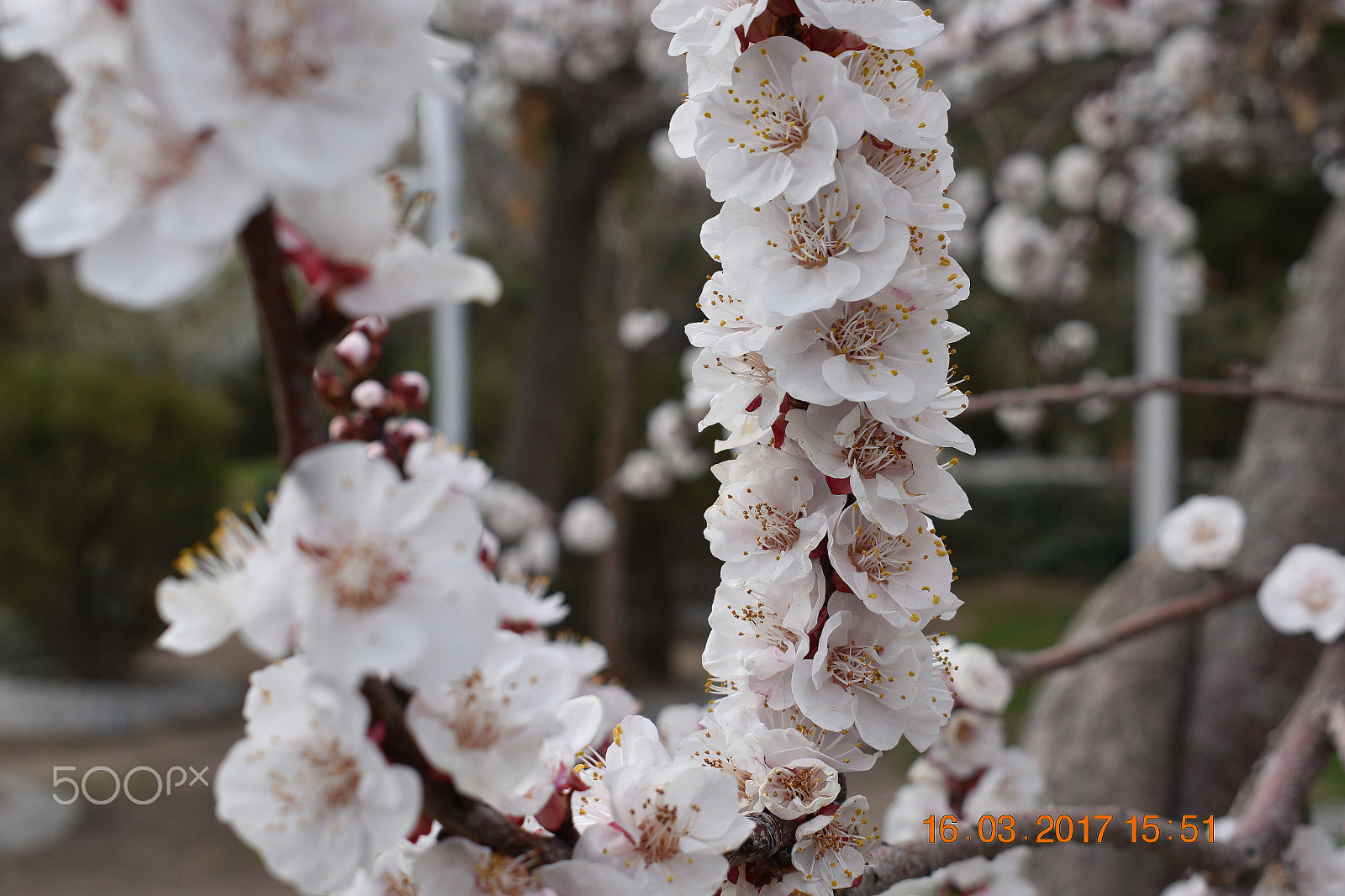 Nikon D3400 sample photo. Spring in tehran, iran 2017 photography