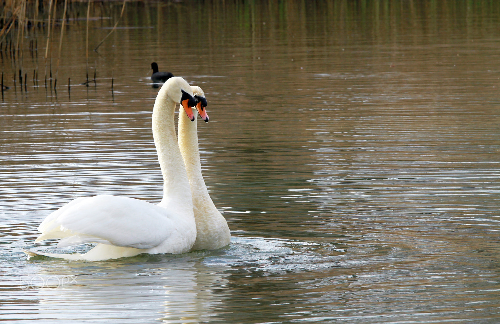 Canon EOS 7D + Canon EF 70-200mm F4L IS USM sample photo. Swan photography