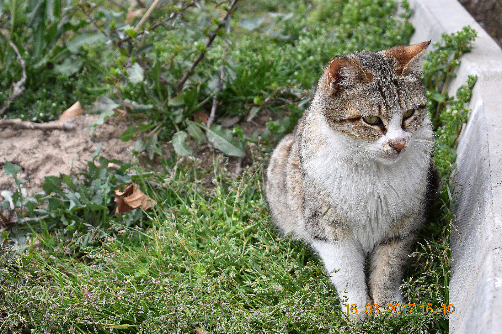 Nikon D3400 sample photo. Spring in tehran, iran 2017 photography