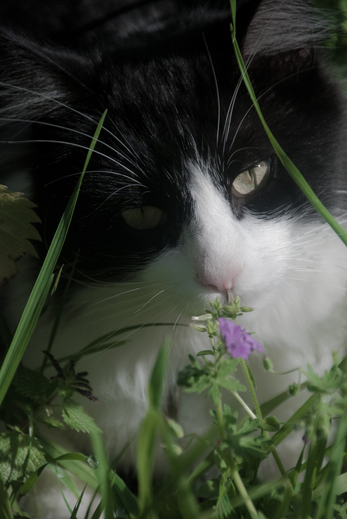 Nikon D80 sample photo. Ron photography