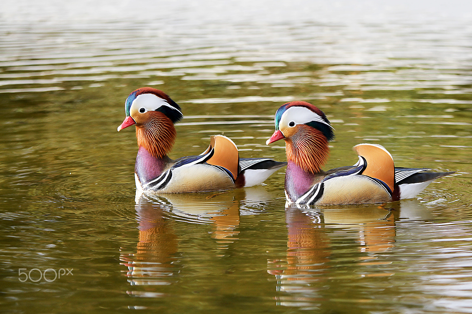 Canon EOS 7D + Canon EF 70-200mm F4L IS USM sample photo. Mandarin ducks photography
