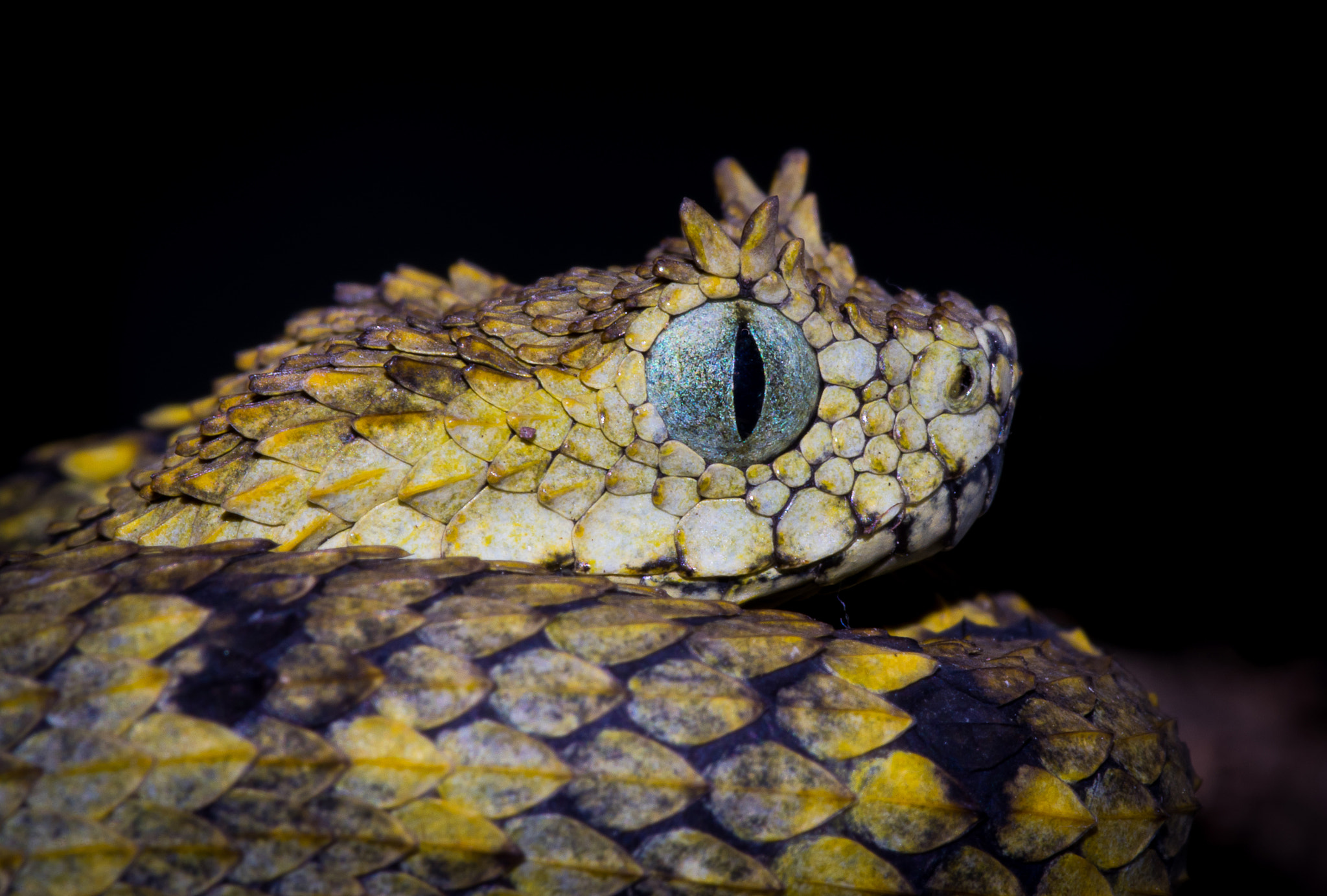 Pentax smc D-FA 100mm F2.8 Macro WR sample photo. Atheris ceratophora, usambara bush viper photography