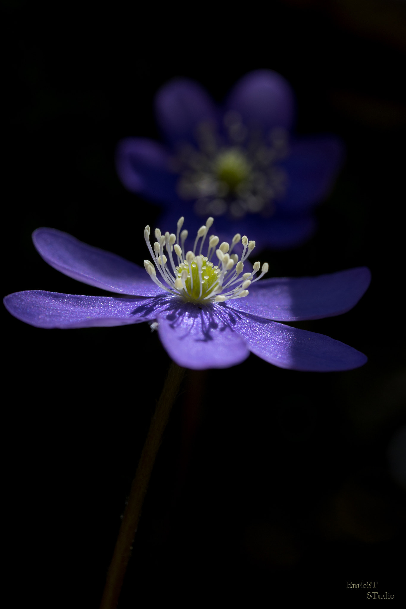 Sony a7 II + Sony FE 90mm F2.8 Macro G OSS sample photo. A new spring photography