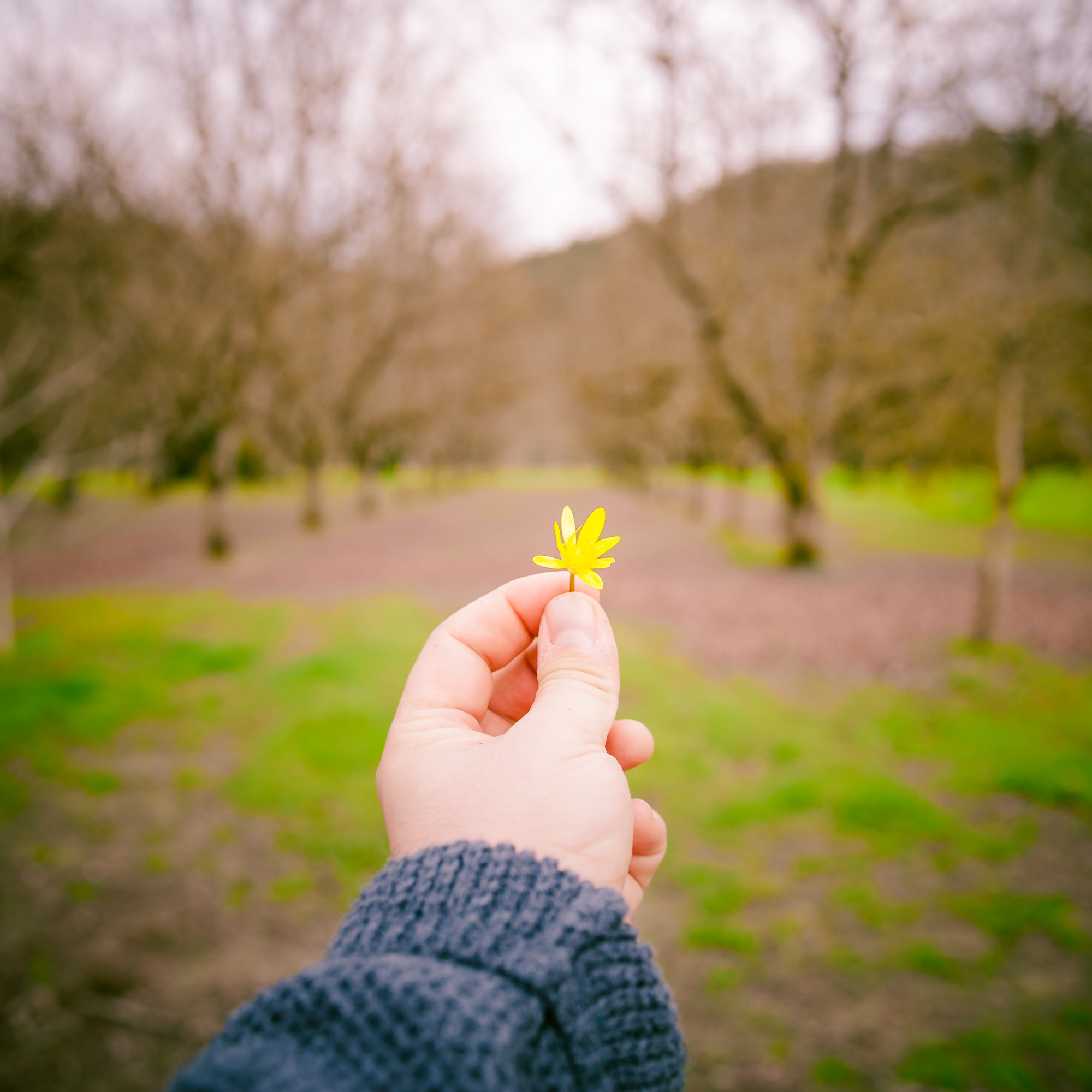 Nikon D700 sample photo. Flower photography