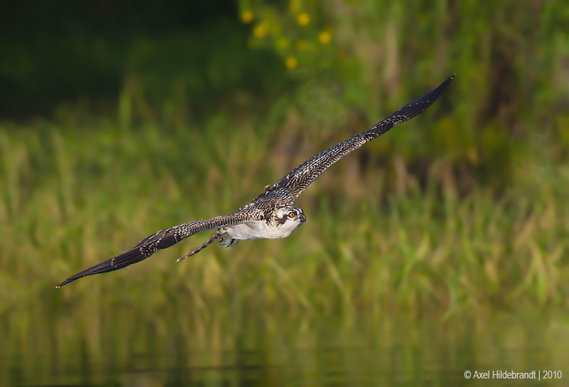 Canon EF 500mm F4L IS USM sample photo. Osprey photography
