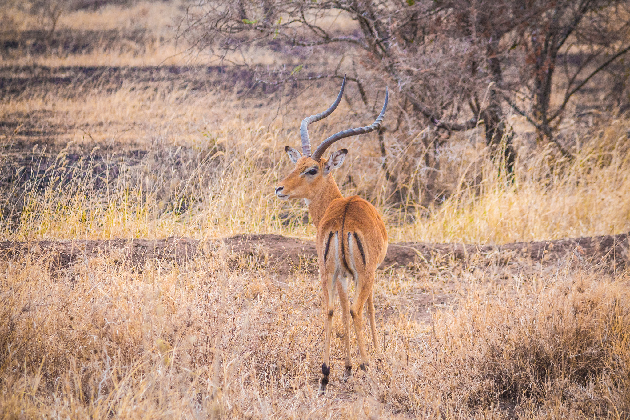 Canon EF-S 55-250mm F4-5.6 IS sample photo. Impala photography