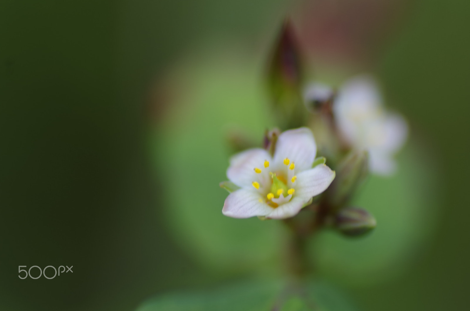 Pentax K-30 sample photo. ミズオトギリ　絶滅危惧種　summer　memories photography