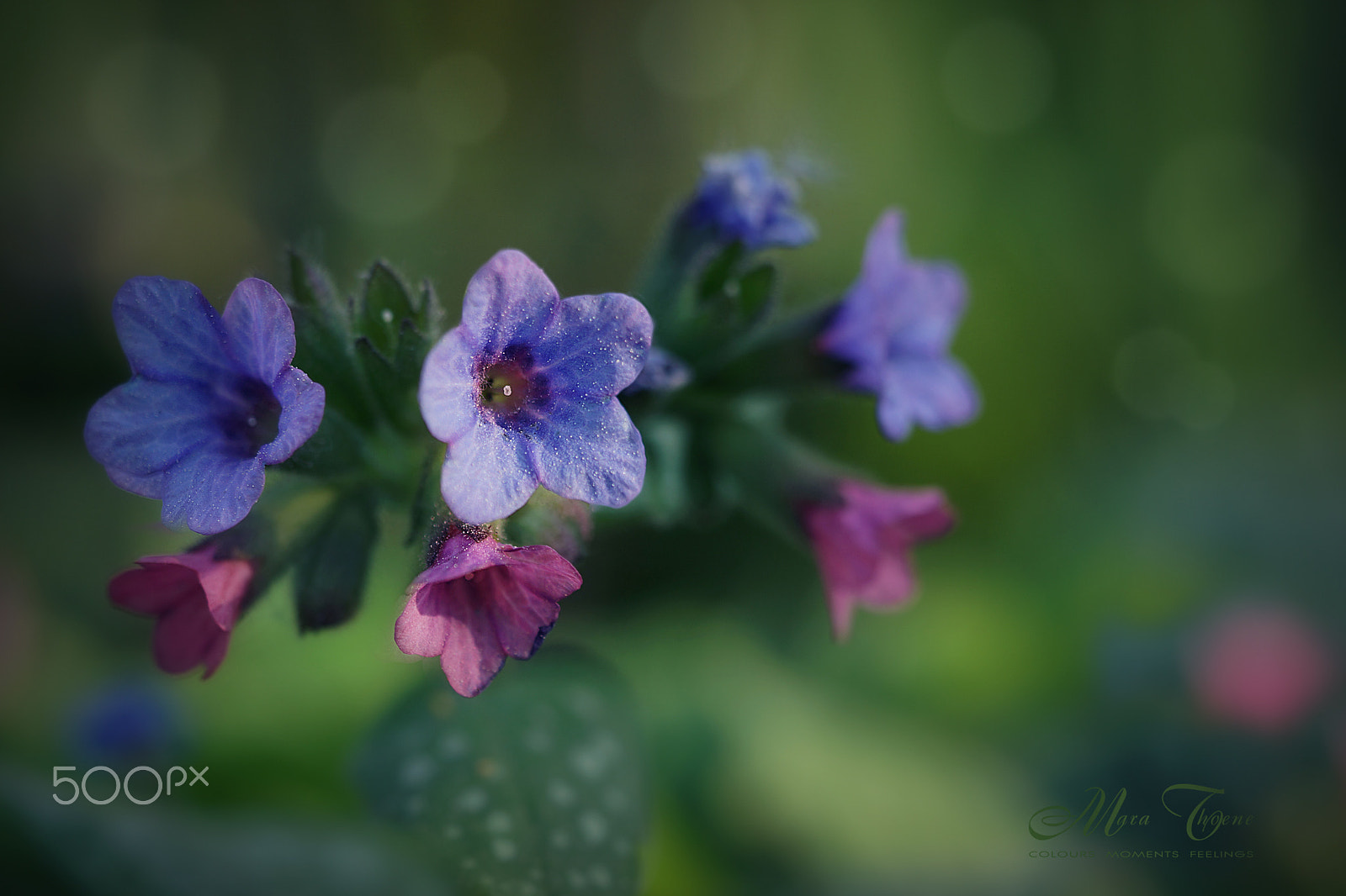 Sony Alpha NEX-7 + 90mm F2.8 Macro G OSS sample photo. Wild but gentle photography