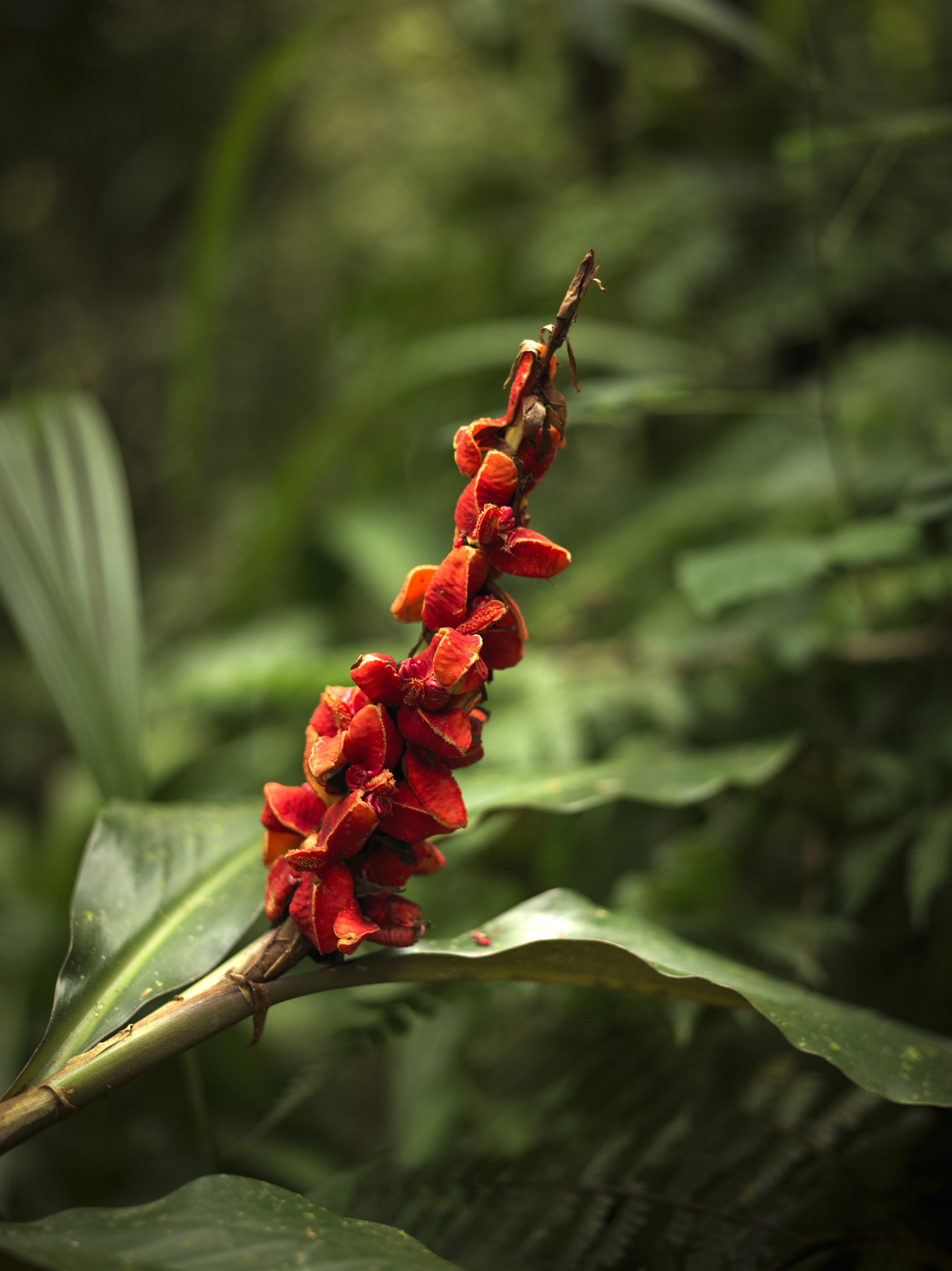 Hasselblad H4D-60 sample photo. Flower. kota kinabalu. borneo. malaysia. photography