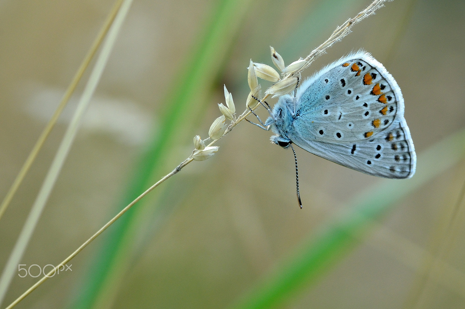 Tamron SP AF 90mm F2.8 Di Macro sample photo. Common blue photography