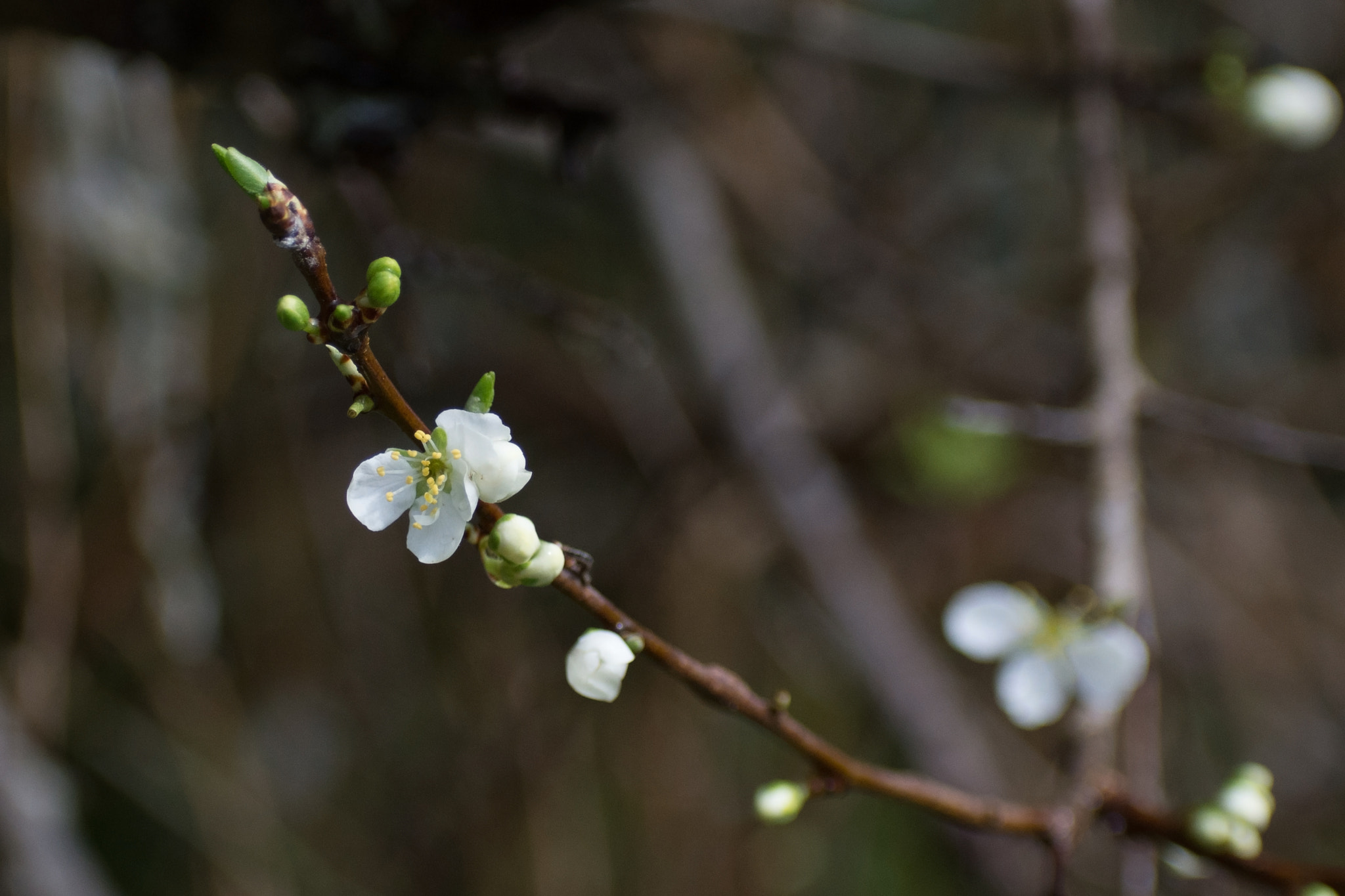 Nikon D7200 + Sigma 70-300mm F4-5.6 DG OS sample photo. Spring blossom photography