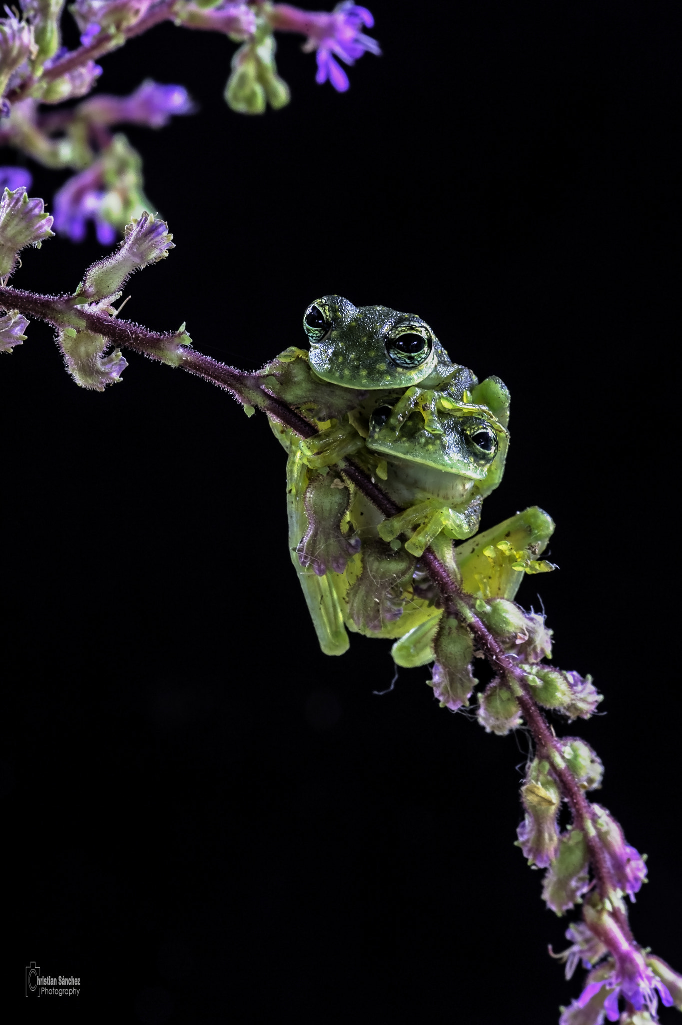 Nikon D4 sample photo. Spotted glass frog photography