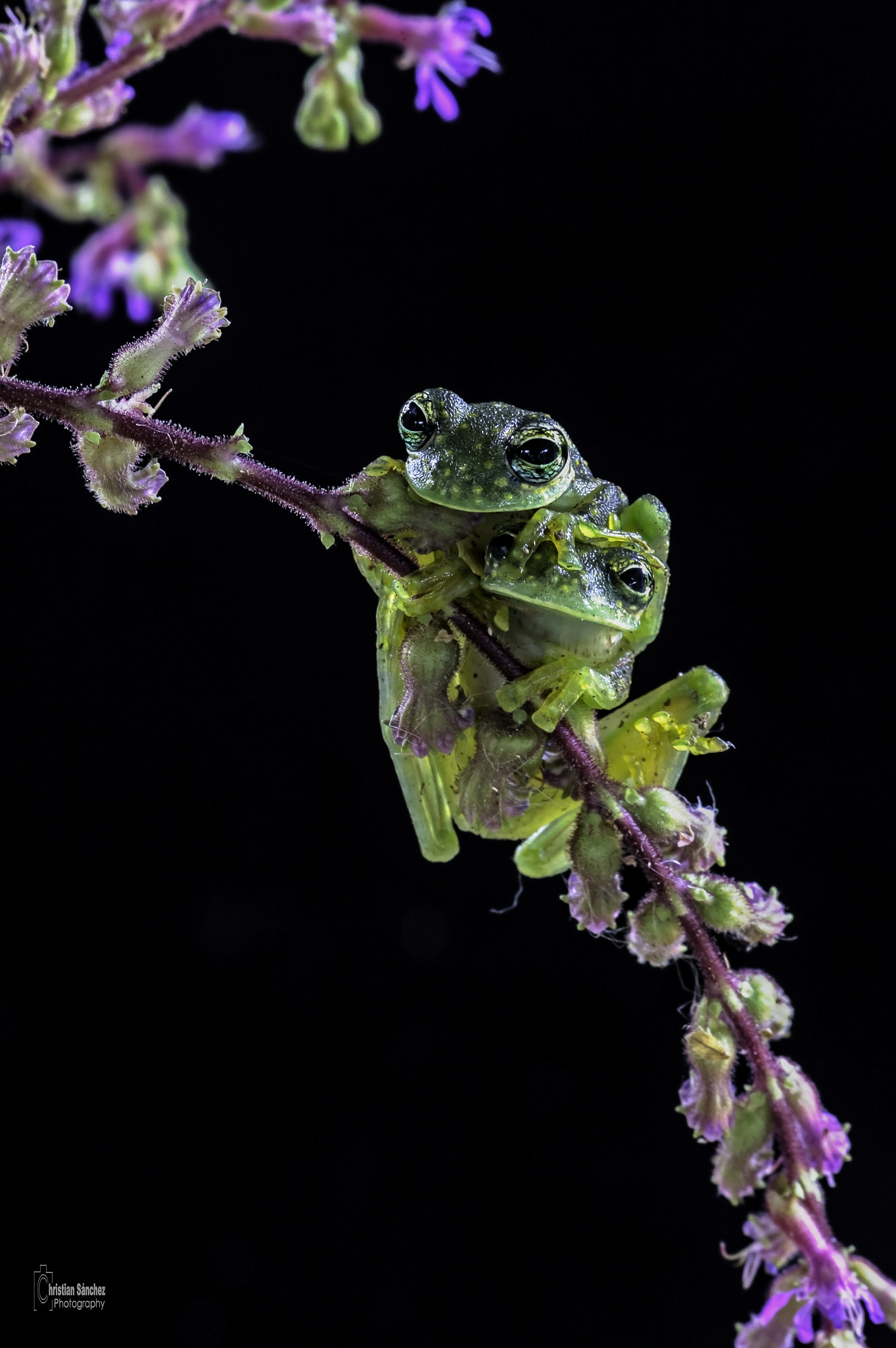 Nikon AF-S Micro-Nikkor 105mm F2.8G IF-ED VR sample photo. Spotted glass frog photography