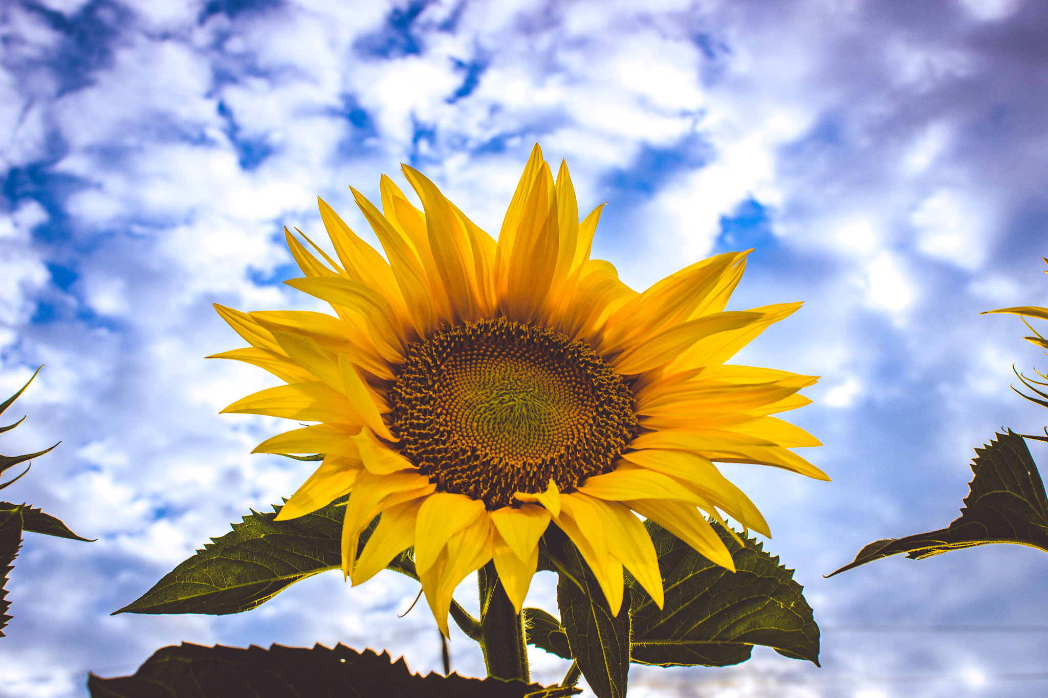 Canon EOS 600D (Rebel EOS T3i / EOS Kiss X5) sample photo. Yellow sunflower photography