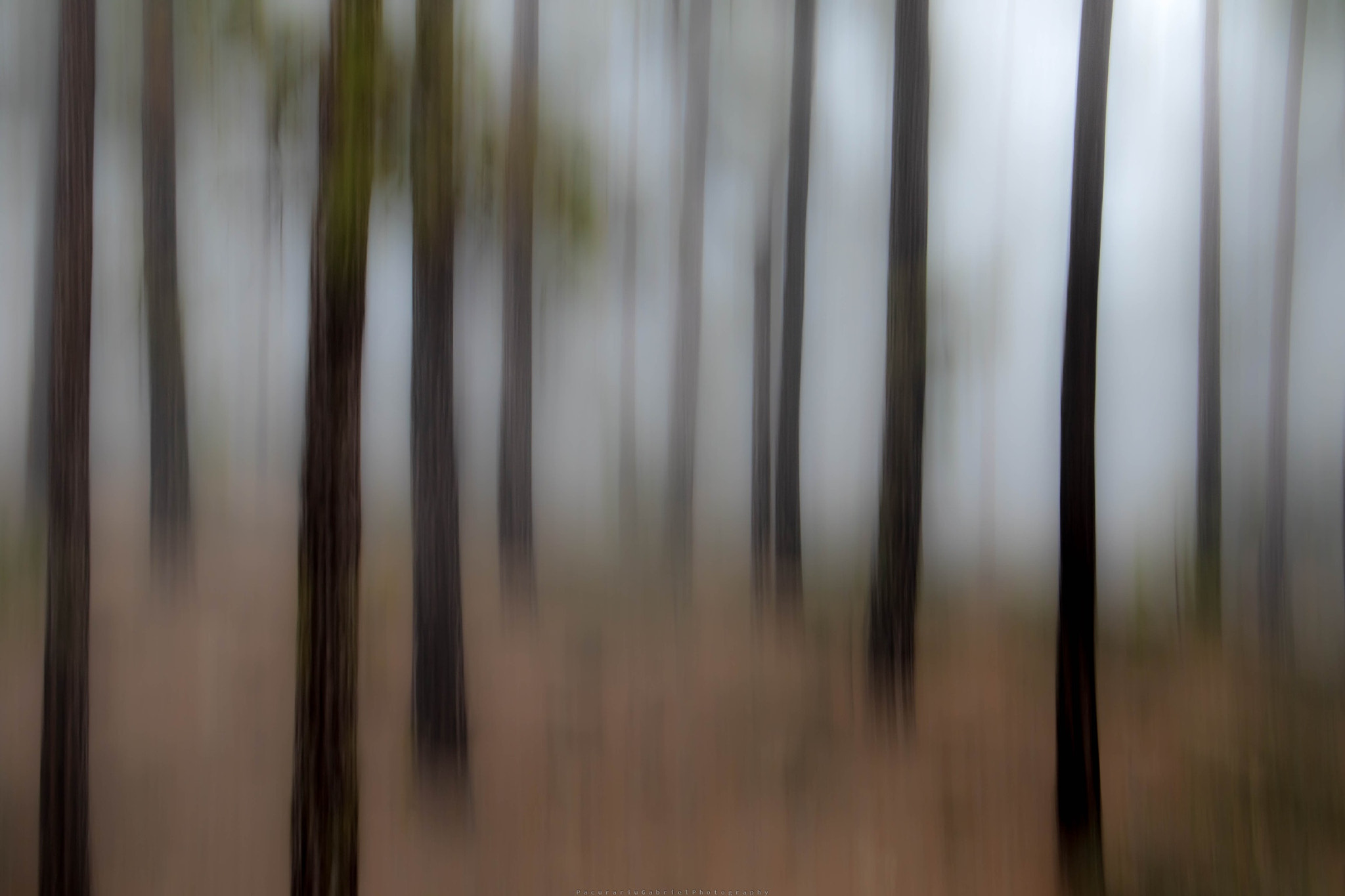 Canon EF 24-105mm F3.5-5.6 IS STM sample photo. Tiltshift of a forest and fog photography