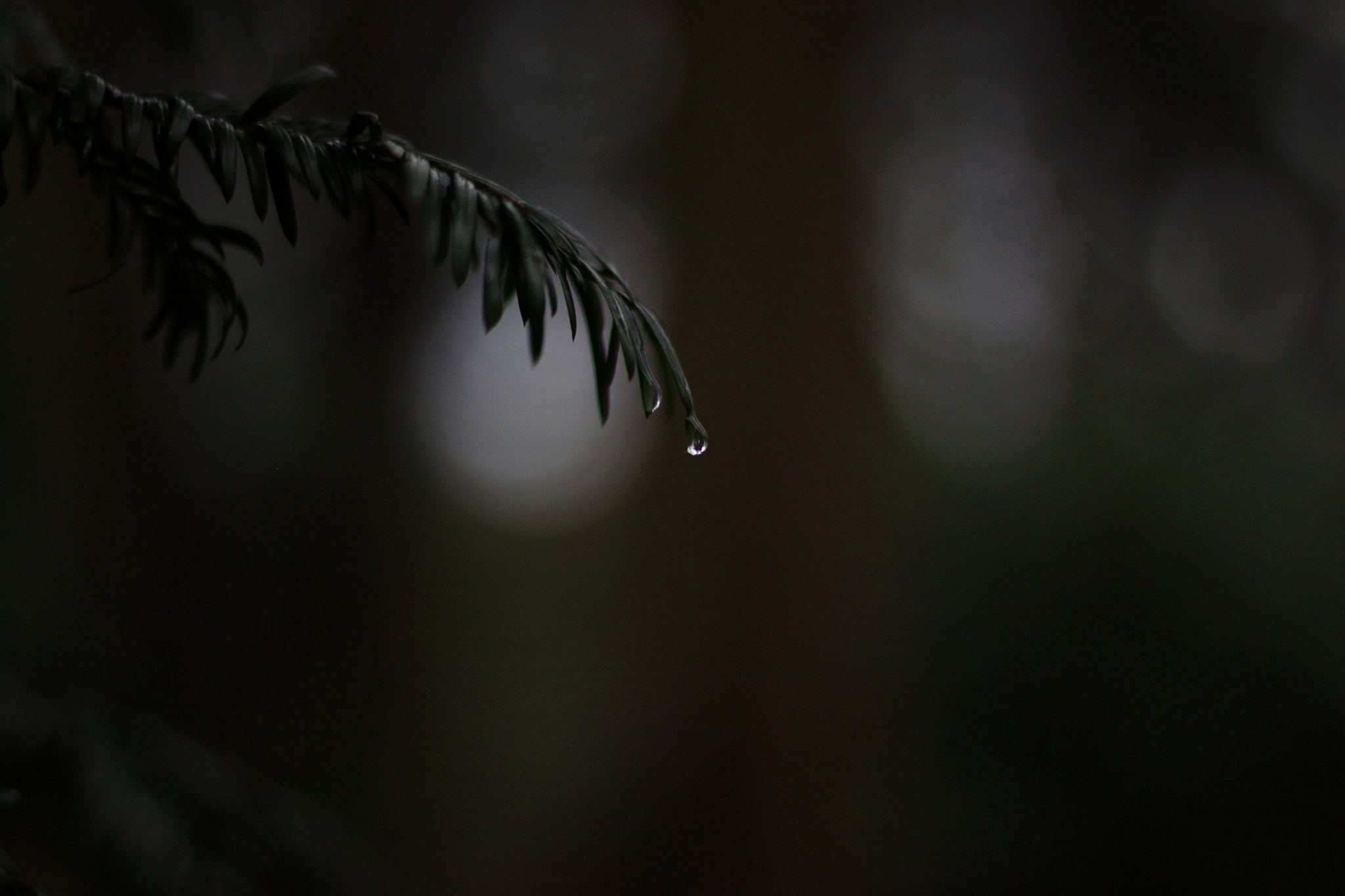 Canon EOS 500D (EOS Rebel T1i / EOS Kiss X3) + Canon EF 50mm F1.8 STM sample photo. Raindrops photography