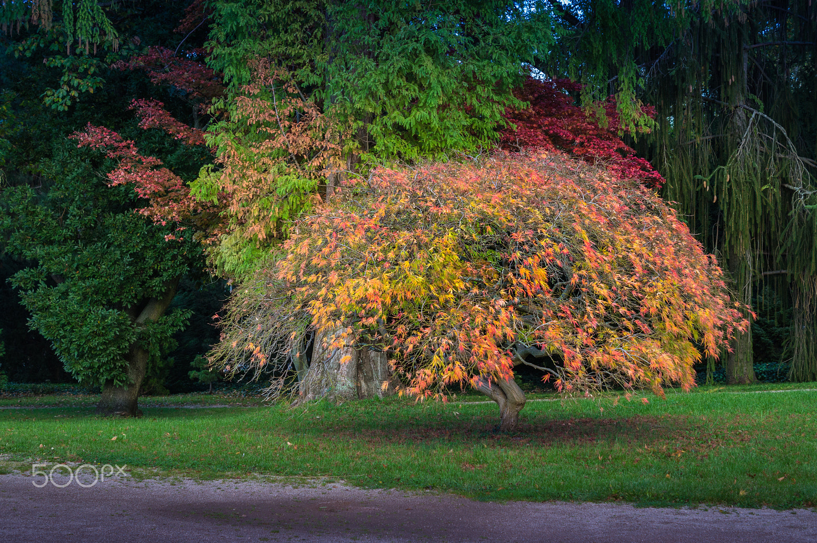 Sony SLT-A35 sample photo. Tree of life photography