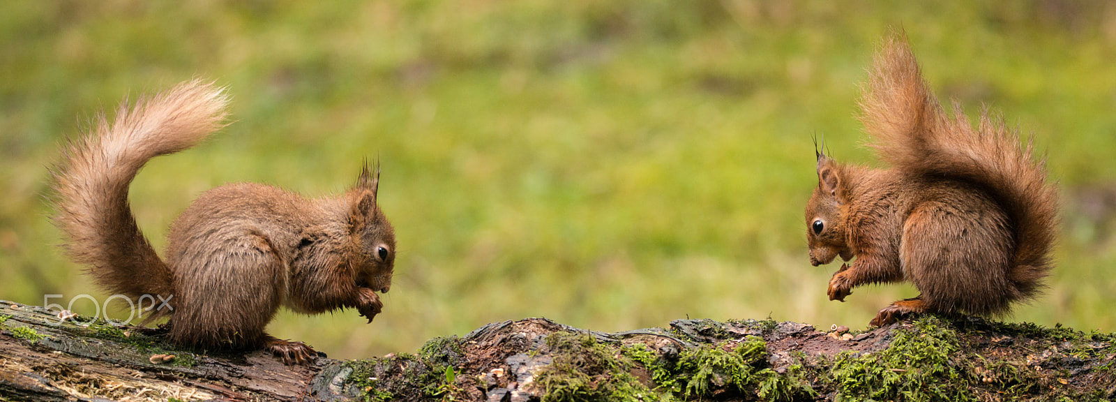 Sigma 150-600mm F5-6.3 DG OS HSM | S sample photo. Face to face photography