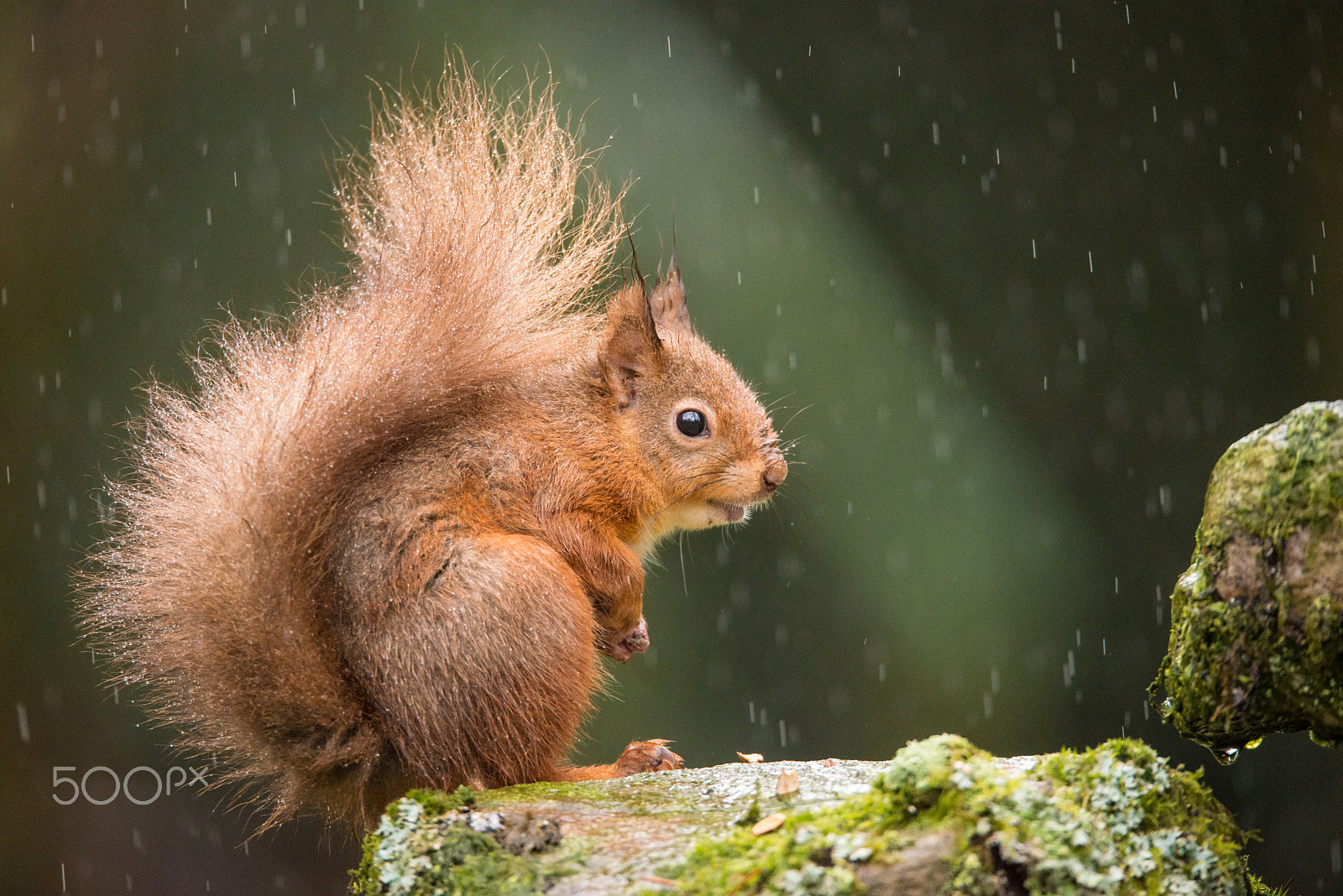Sigma 150-600mm F5-6.3 DG OS HSM | S sample photo. Sitting in the rain photography