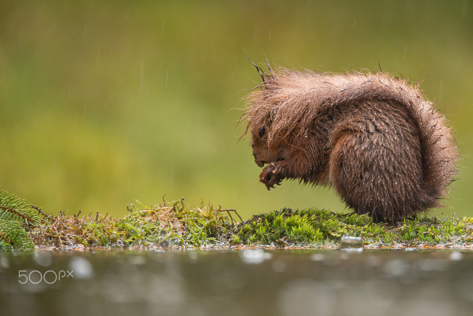 Sigma 150-600mm F5-6.3 DG OS HSM | S sample photo. Damp photography