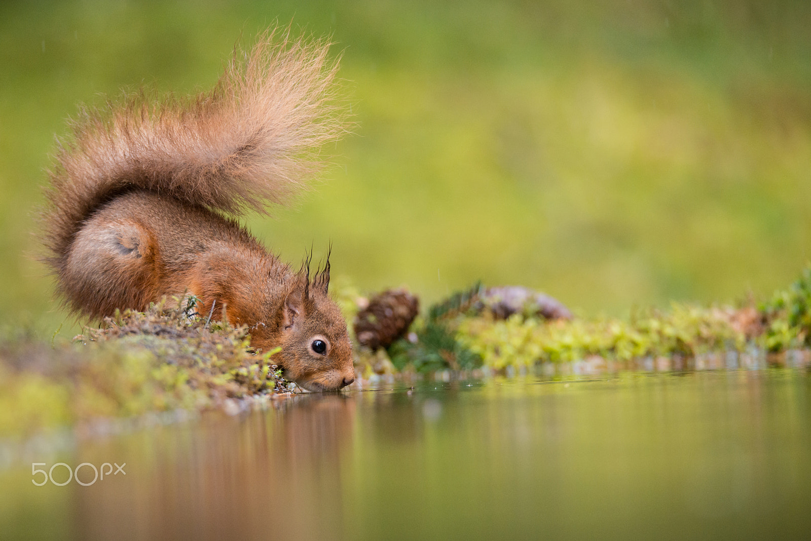 Sigma 150-600mm F5-6.3 DG OS HSM | S sample photo. Thirst photography