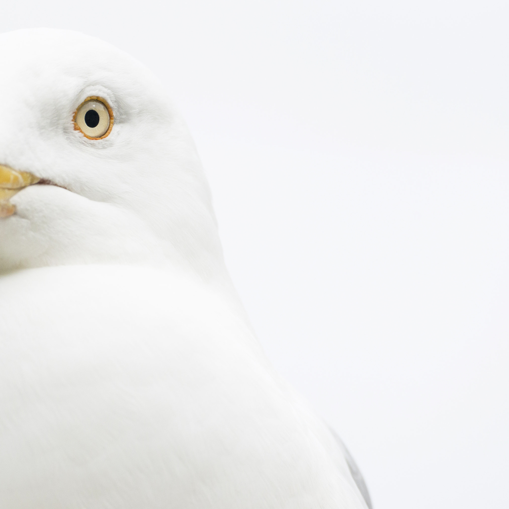 Nikon D800 sample photo. My gull friend photography