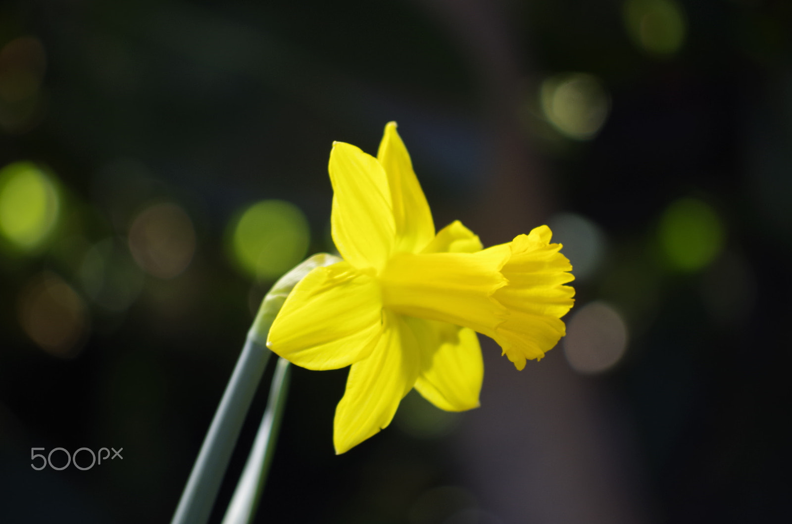 Pentax K-50 sample photo. Daffodil photography