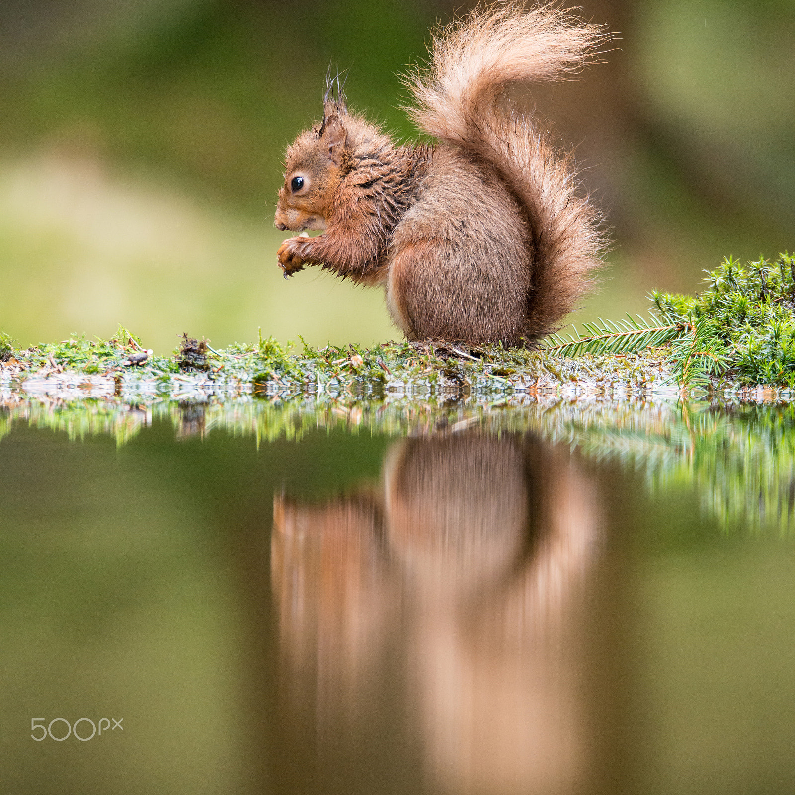 Sigma 150-600mm F5-6.3 DG OS HSM | S sample photo. Reflections photography