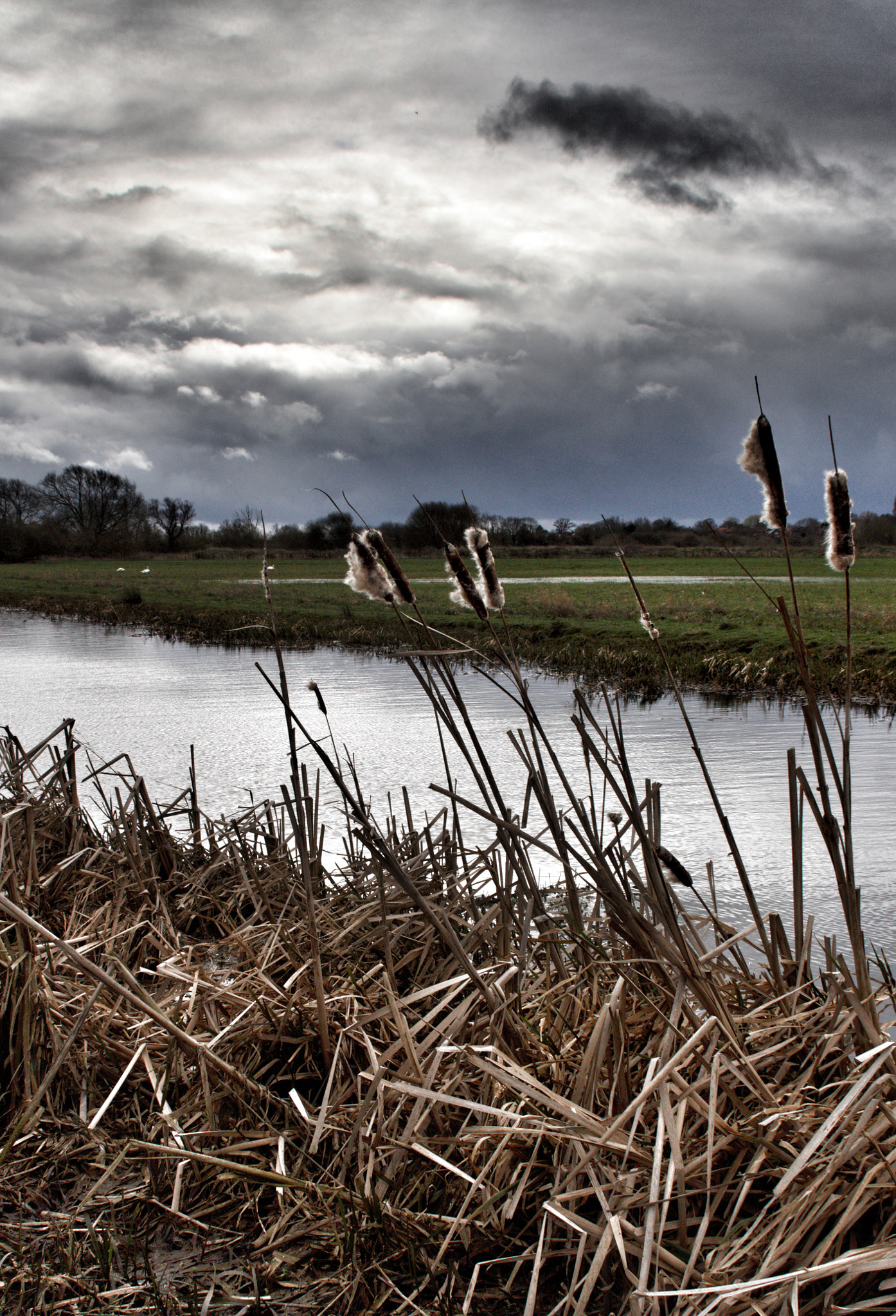 Canon EF-S 18-200mm F3.5-5.6 IS sample photo. Light on the bulrushes photography