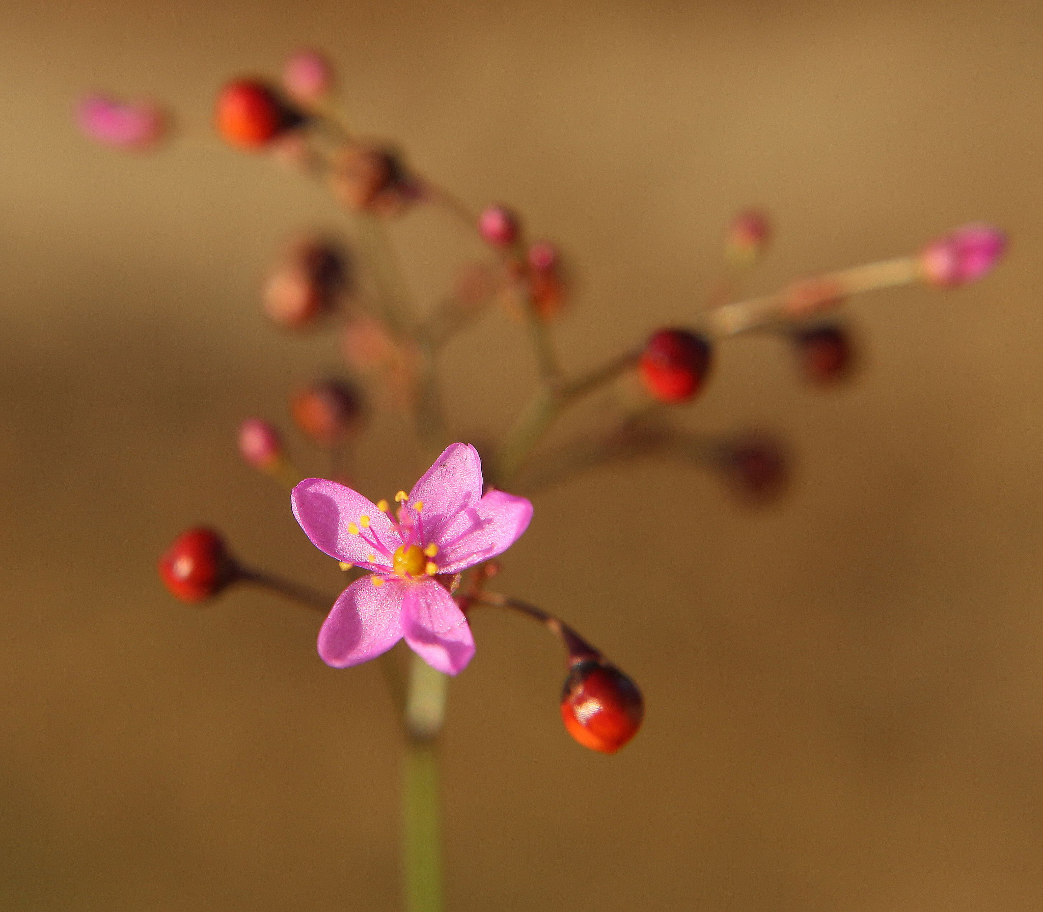 Canon EOS 700D (EOS Rebel T5i / EOS Kiss X7i) sample photo. Wildflower photography