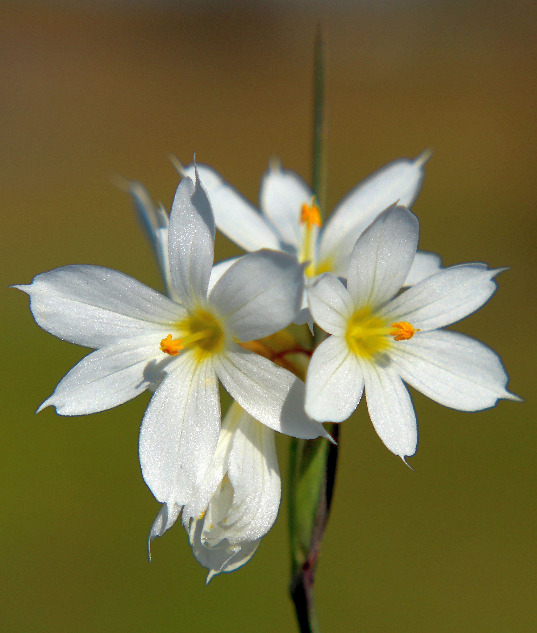 Canon EOS 700D (EOS Rebel T5i / EOS Kiss X7i) sample photo. White wildflower photography