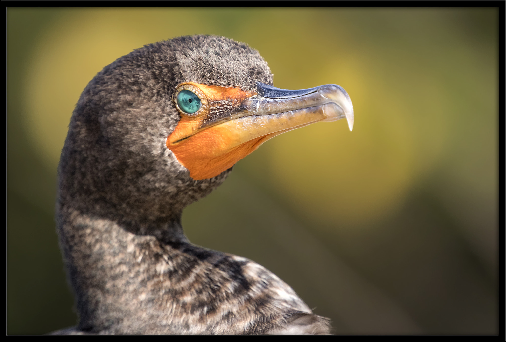 Canon EOS 7D Mark II sample photo. Double-breasted cormorant photography