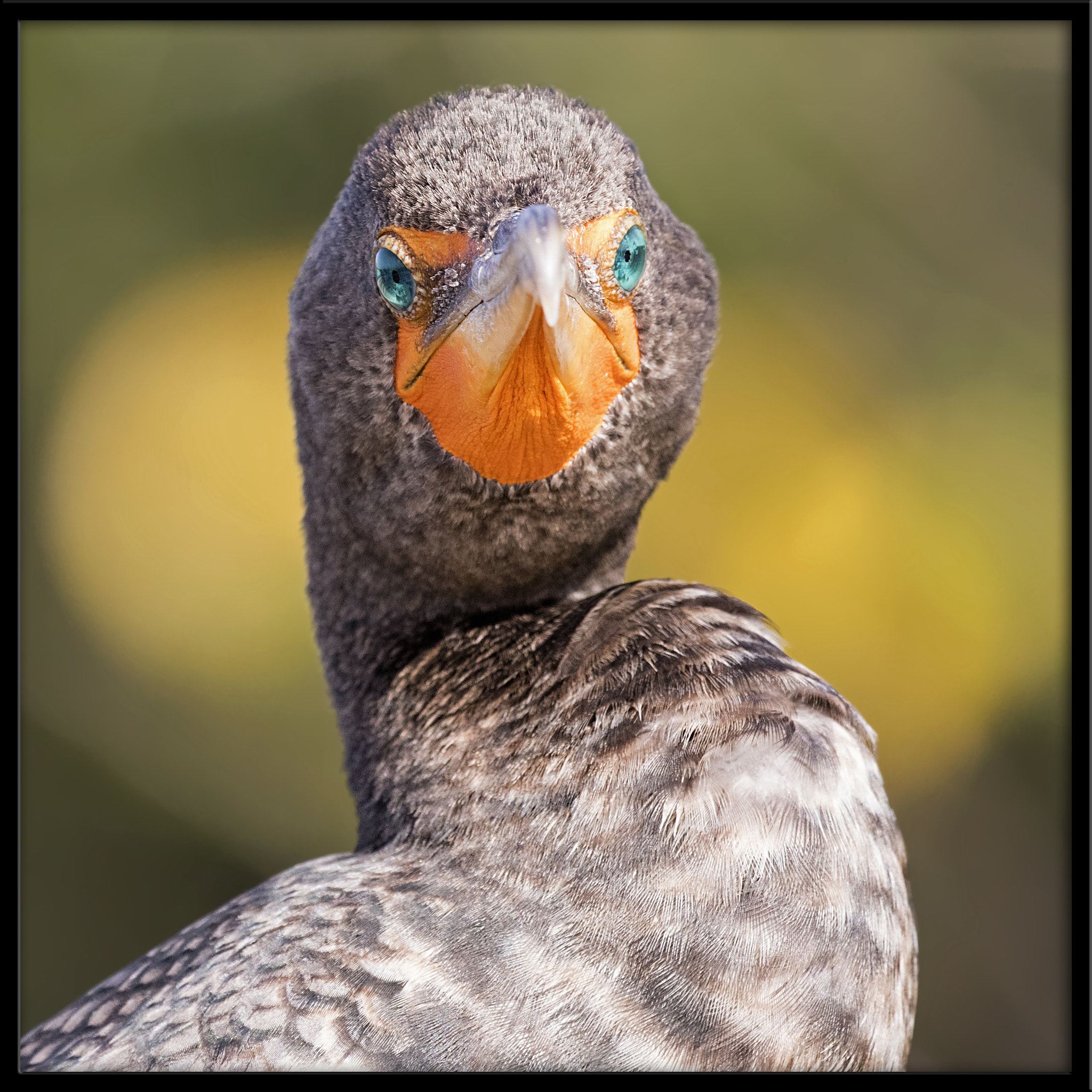Canon EOS 7D Mark II sample photo. Double-breasted cormorant photography