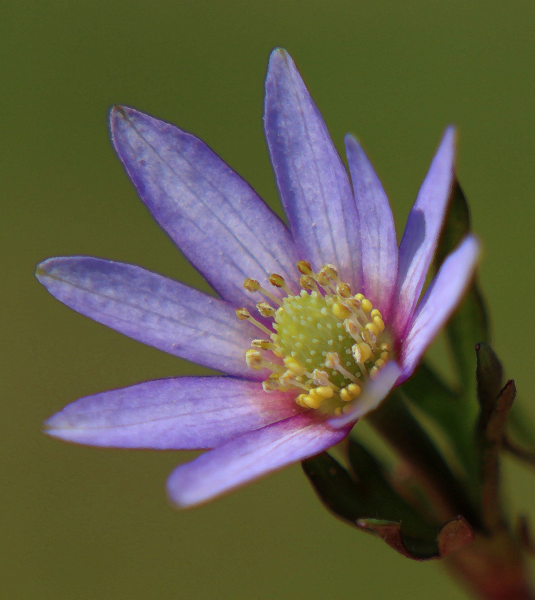 Canon EOS 700D (EOS Rebel T5i / EOS Kiss X7i) sample photo. Purple wildflower photography