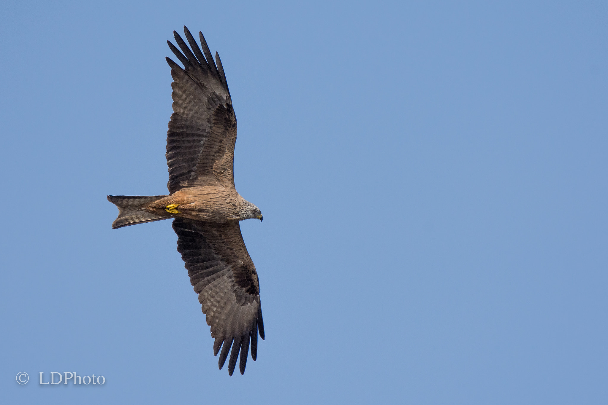 Nikon D7200 + Sigma 150-600mm F5-6.3 DG OS HSM | C sample photo. Black kite photography