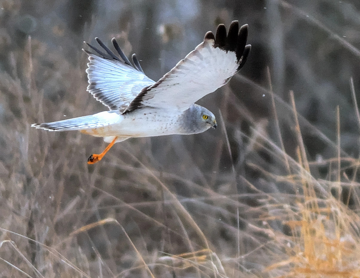 Nikon D7100 + Nikon AF-S Nikkor 300mm F4D ED-IF sample photo. Male northern harrier photography