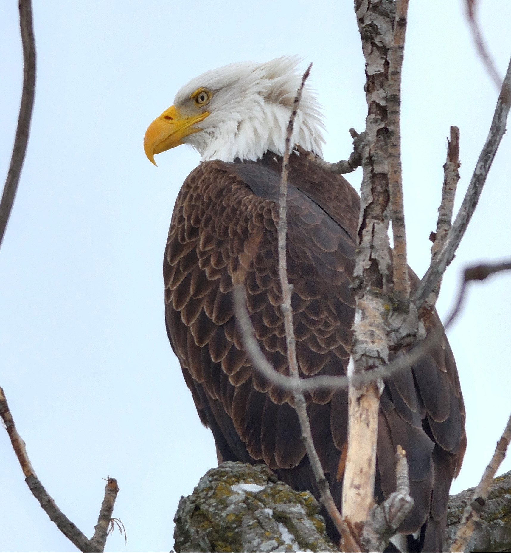 Nikon D7100 + Nikon AF-S Nikkor 300mm F4D ED-IF sample photo. Bald eagle photography
