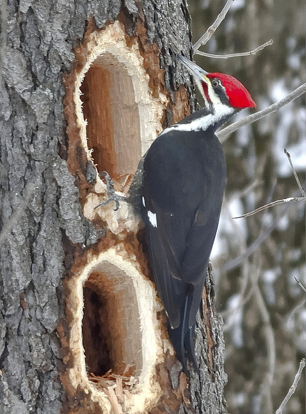 Nikon D7100 + Nikon AF-S Nikkor 300mm F4D ED-IF sample photo. Pileated woodpecker photography