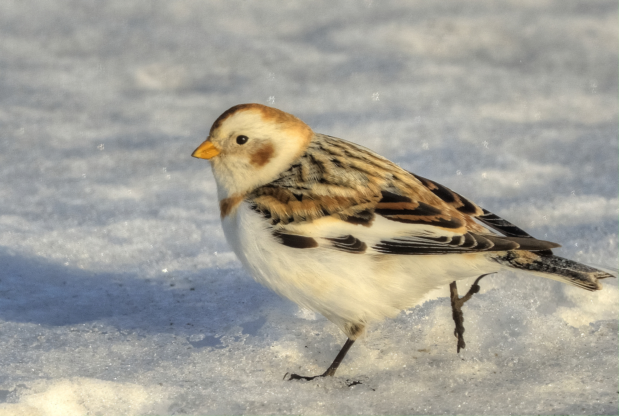 Nikon D7100 sample photo. Snow bunting photography