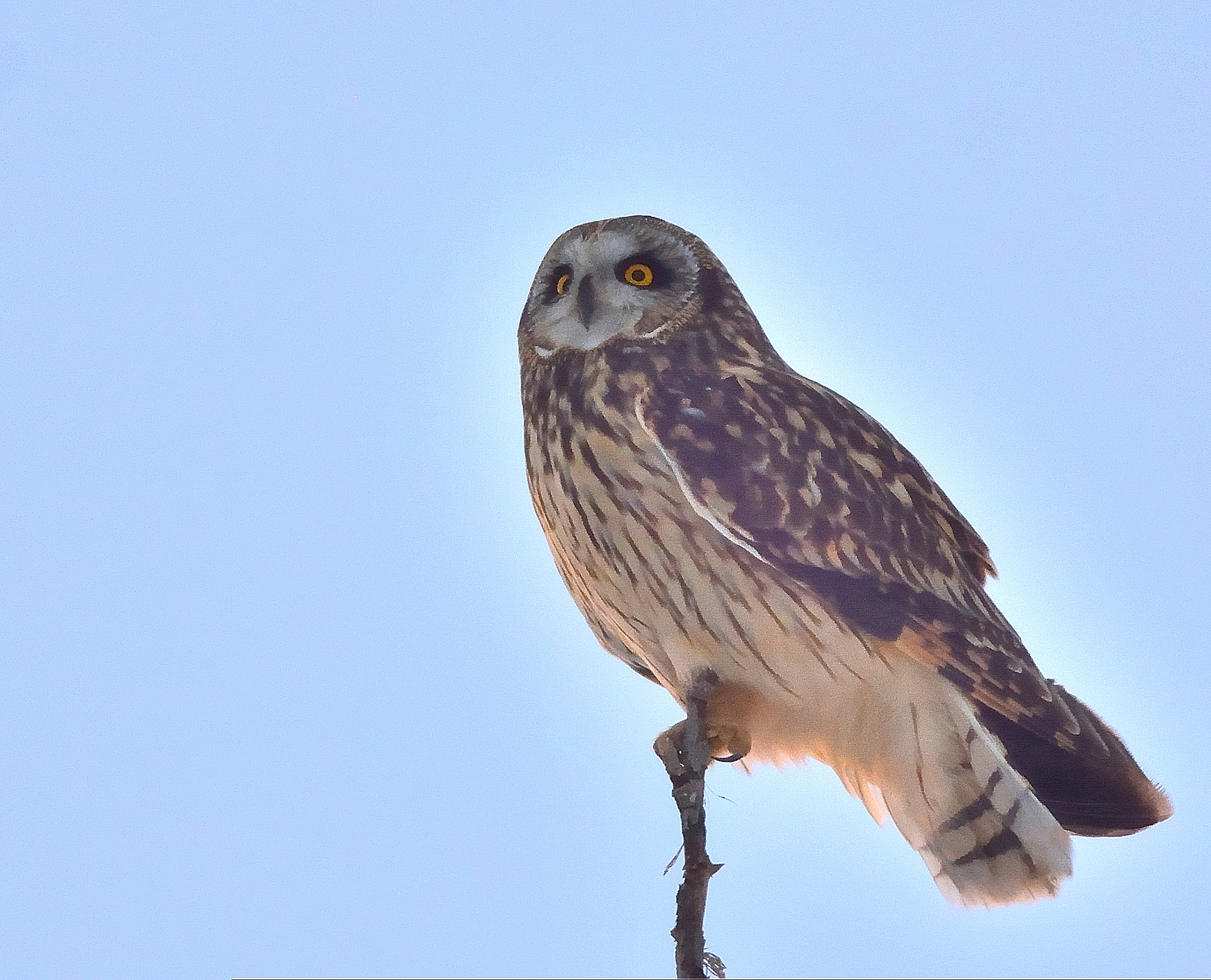 Nikon D7100 + Nikon AF-S Nikkor 300mm F4D ED-IF sample photo. Short eared owl photography