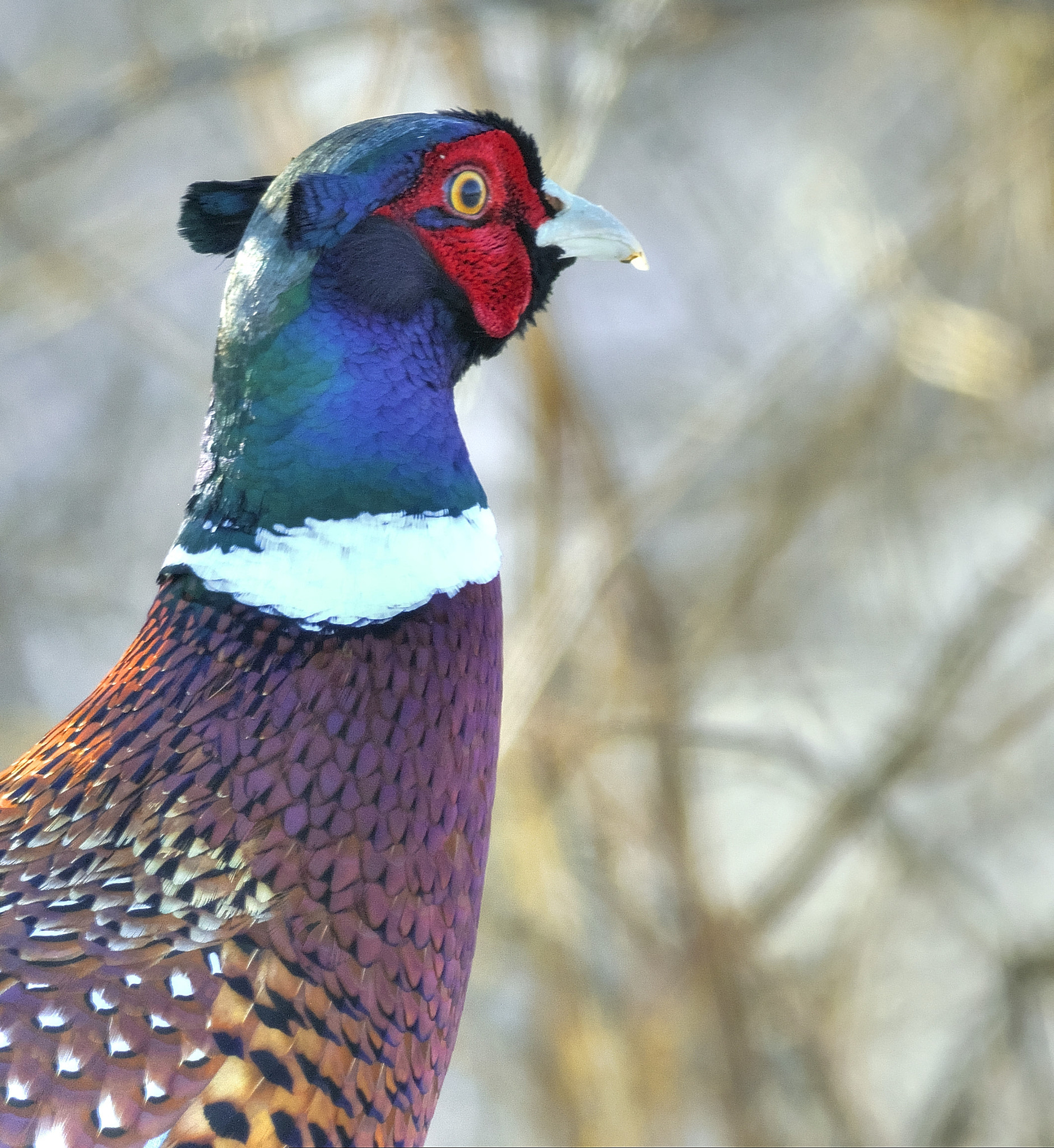 Nikon D7100 + Nikon AF-S Nikkor 300mm F4D ED-IF sample photo. Male ring necked pheasant photography
