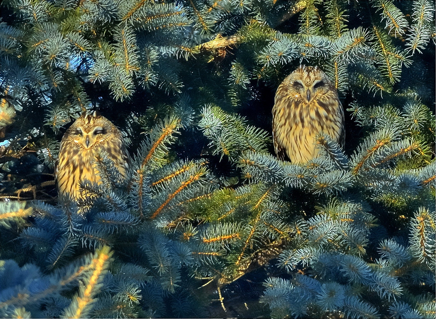 Nikon D7100 + Nikon AF-S Nikkor 300mm F4D ED-IF sample photo. Napping owls photography