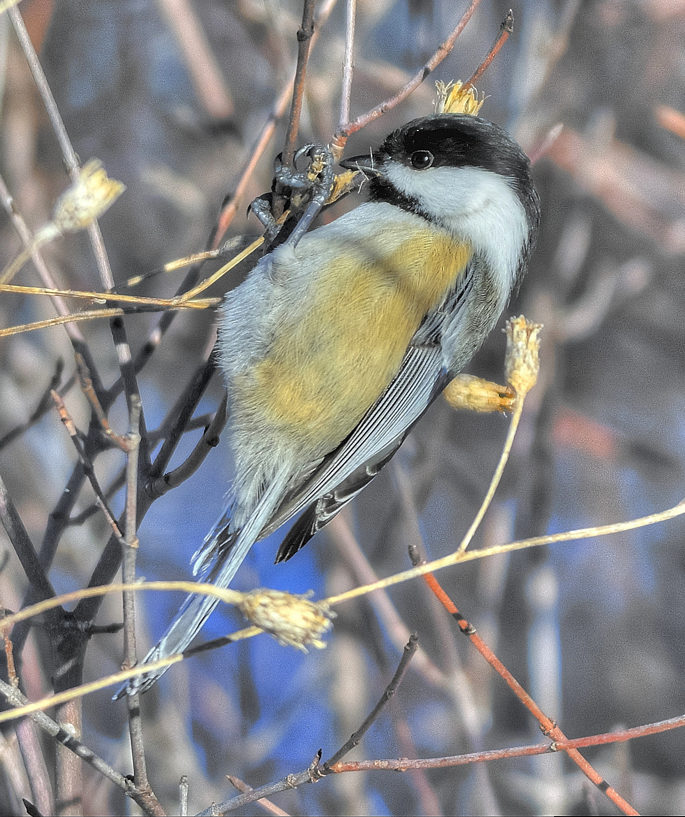 Nikon D7100 + Nikon AF-S Nikkor 300mm F4D ED-IF sample photo. Chickadee photography