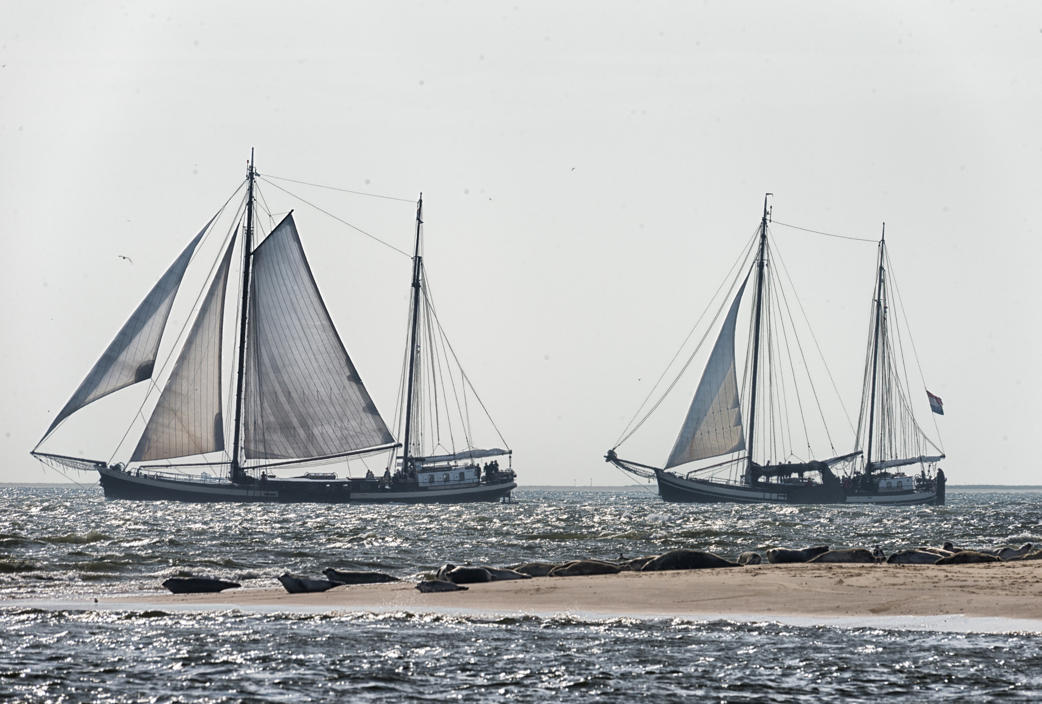 Nikon D610 + Sigma 120-400mm F4.5-5.6 DG OS HSM sample photo. Zeehonden op het wad photography