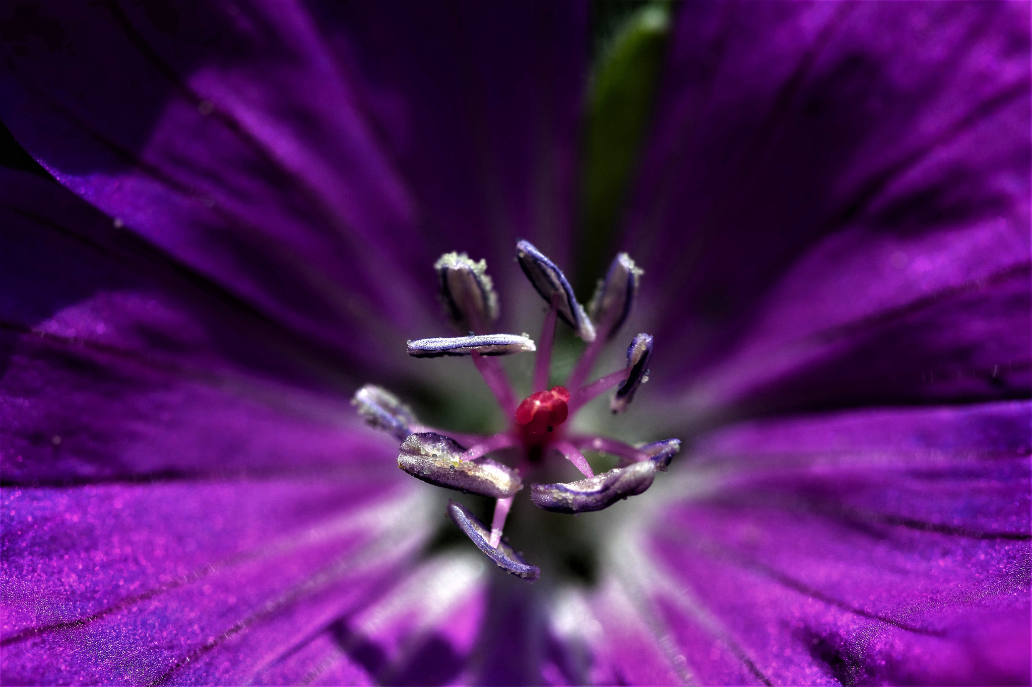 Sigma 105mm F2.8 EX DG OS HSM sample photo. () photography