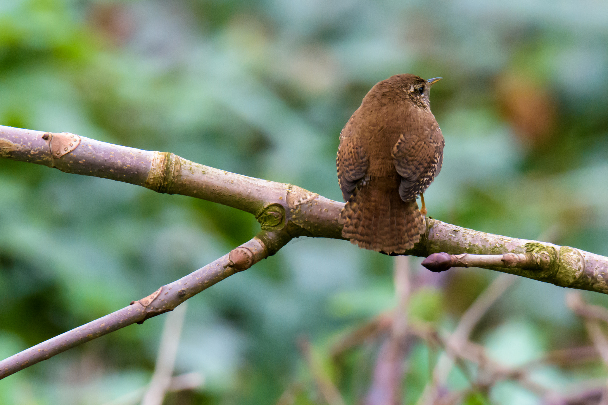 Nikon D7200 sample photo. Winterkoning photography